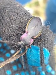 Carabus marginalis
