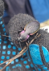 Carabus marginalis
