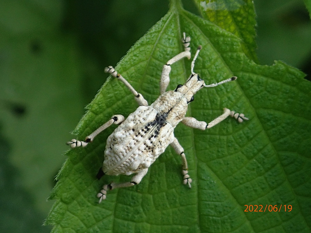 Dermatoxenus caesicollis