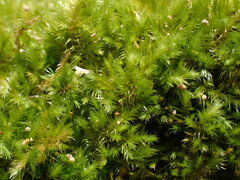 Sematophyllaceae