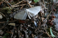 Scopula ternata