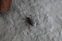 Otiorhynchus rhacusensis