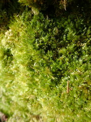 Sematophyllaceae