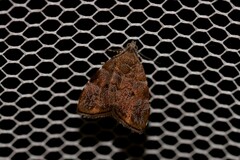 Choreutis melanopepla