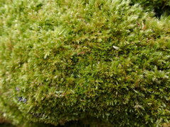 Sematophyllaceae