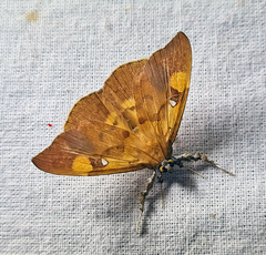 Rectipalpula billeti