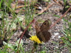 Lasiommata petropolitana