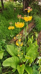 Primula bulleyana