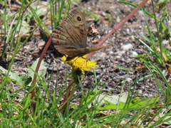 Lasiommata petropolitana
