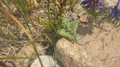 Dracocephalum pinnatum