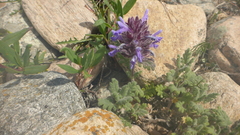 Dracocephalum pinnatum