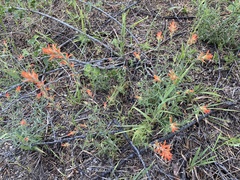 Castilleja disticha