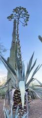 Agave