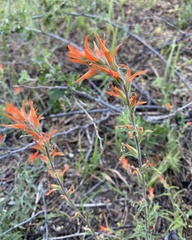 Castilleja disticha