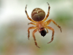 Araneus diadematus