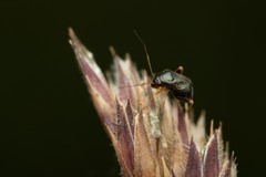 Halticus macrocephalus