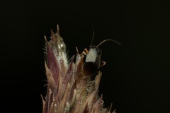 Halticus macrocephalus