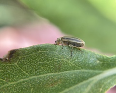 Ophraella notulata
