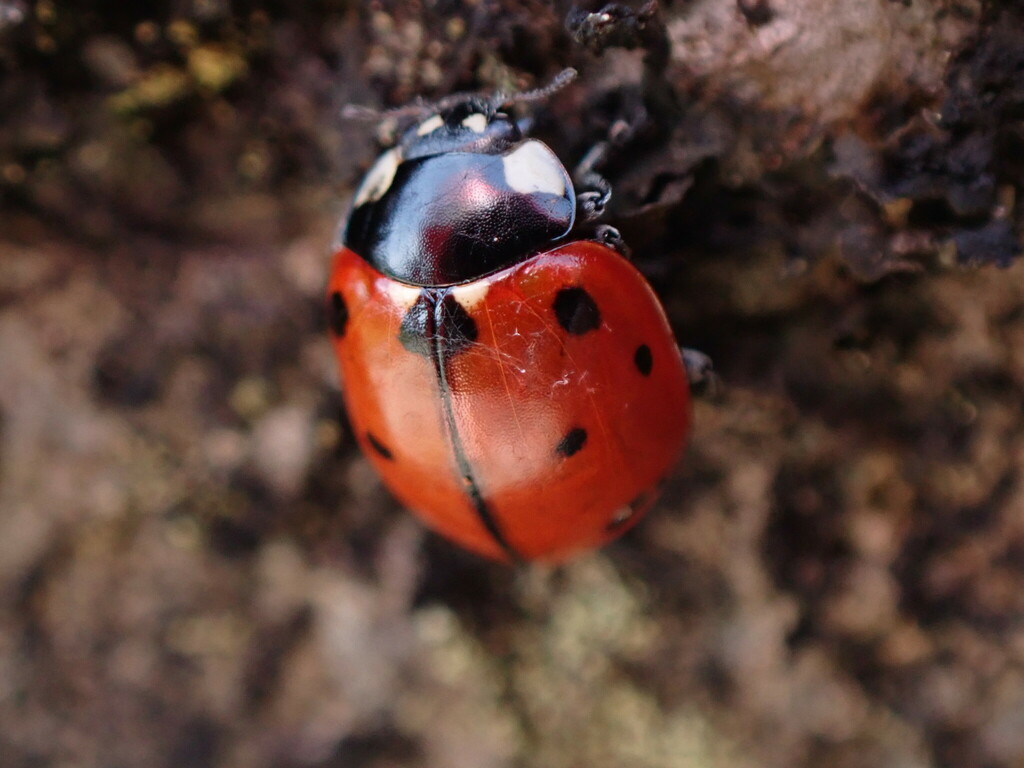 California Lady Beetle