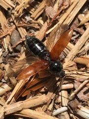 Prosternon bombycinum