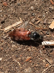 Prosternon bombycinum