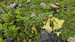 Incarvillea lutea