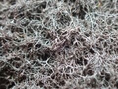 Pseudephebe pubescens