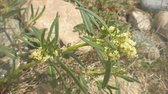 Persicaria angustifolia