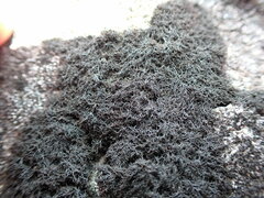 Pseudephebe pubescens