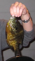 Lepomis gibbosus × macrochirus