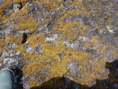 Racomitrium fasciculare