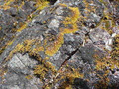 Racomitrium fasciculare