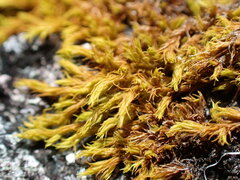 Racomitrium fasciculare