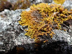 Racomitrium fasciculare
