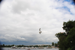 Larus argentatus