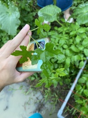 Ampelopsis glandulosa heterophylla