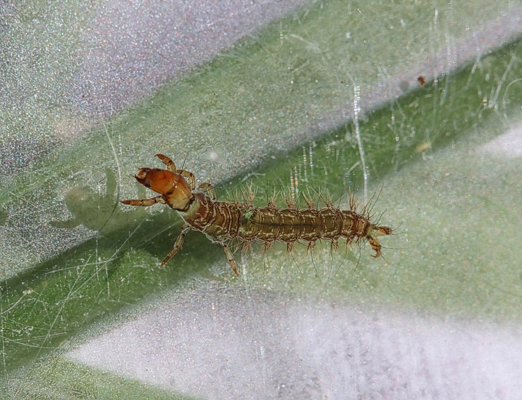 Rhyacophila brunnea