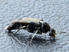 Glipa hilaris