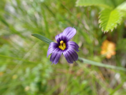 Image of Sisyrinchium littorale by no rights reserved