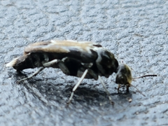 Glipa hilaris