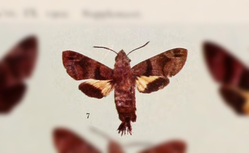 Macroglossum ungues