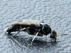Glipa hilaris