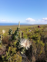 Protea aurea potbergensis