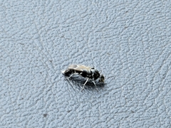 Glipa hilaris