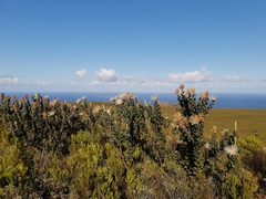 Protea aurea potbergensis