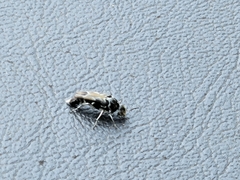 Glipa hilaris