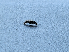 Glipa hilaris