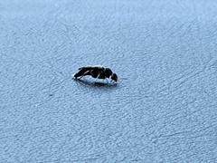 Glipa hilaris