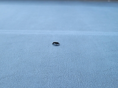 Glipa hilaris