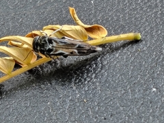 Glipa hilaris